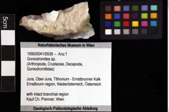 Foto (Objket + Etiketten) von Goniodromites sp. 